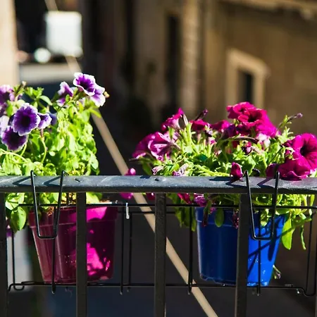 Petit * 카타니아